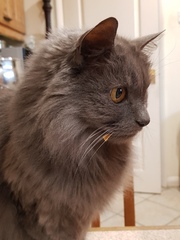 Ollie, Paws, friends and family