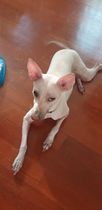 What's wrong with my dog's eye?
