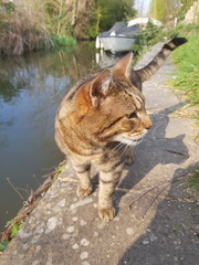 Thug cat part 4.  After all, it's not my Axminster.