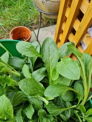What is this plant?