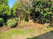 Flowers/shrubs for underplanting in semishade