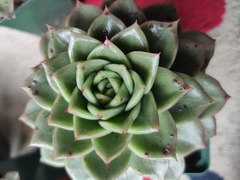 What's wrong with my echeveria?