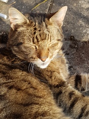 Thug cat part 4.  After all, it's not my Axminster.