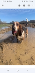 Favourite ever picture of your dog.