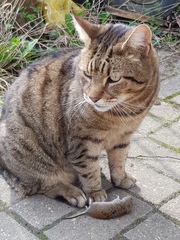 Thug cat part 4.  After all, it's not my Axminster.