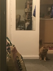 Not my cats and friends