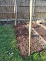 The Vegetable Patch