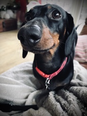 Favourite ever picture of your dog.