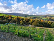 Best vineyards to visit in England