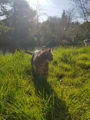 Thug cat part 4.  After all, it's not my Axminster.
