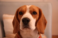 Is this a pure beagle?