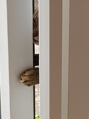 Not my cats and friends