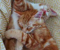 Indoor cats?