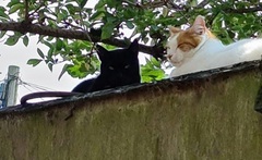 Show us your pictures of your cat(s) mellowing out in the sunshine.