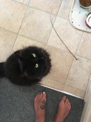 Not my cats and friends