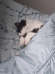 Do you think my cat is gorgeous?