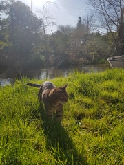 Thug cat part 4.  After all, it's not my Axminster.