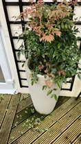 Help! Is my Nandina Obsession dying? With pictures