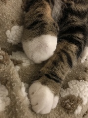 Bee/wasp/other sting on paw?