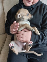 Lurcher puppy