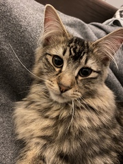 Do you think my cat is gorgeous?