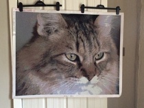 The Litter Tray Memorial Thread