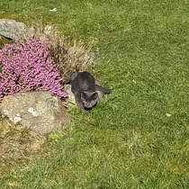 My neighbours have got a kitten