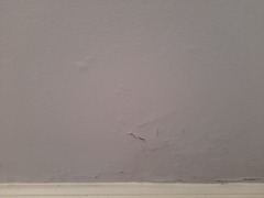 Damp in hallway, please help!