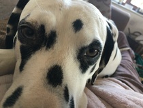 Favourite ever picture of your dog.