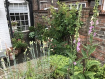 Small yard garden - ideas, please!