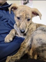 Lurcher - what do I need to know?