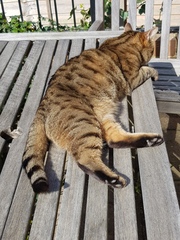 Show us your pictures of your cat(s) mellowing out in the sunshine.