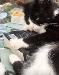 Show us your pictures of your cat(s) mellowing out in the sunshine.