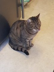 Thug cat part 4.  After all, it's not my Axminster.
