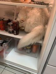 Anyone else's cat have an 'It wasn't me!' face? Pics please!