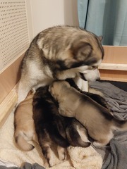 Please name this pup!