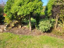 Flowers/shrubs for underplanting in semishade