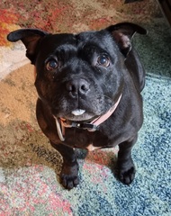 Favourite ever picture of your dog.