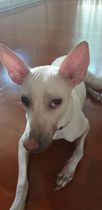 What's wrong with my dog's eye?
