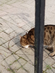 Thug cat part 4.  After all, it's not my Axminster.