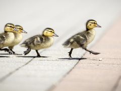 No one needs to see your ducking LFT photos!