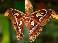 If you like butterflies but don’t like moths, why.