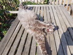 Not my cats and friends