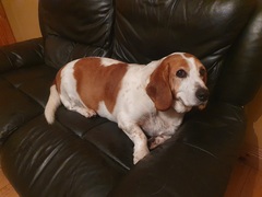 Is this a pure beagle?