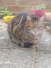 Thug cat part 4.  After all, it's not my Axminster.