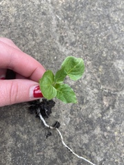 Another weed identification one