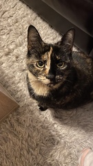Do you think my cat is gorgeous?