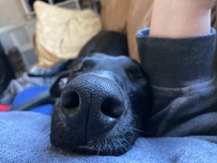 Lurcher - what do I need to know?