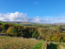 Best vineyards to visit in England