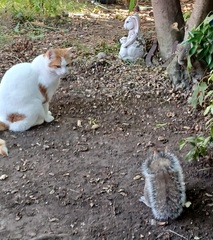 Show us your pictures of your cat(s) mellowing out in the sunshine.